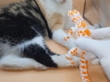 gecko_flexi-1