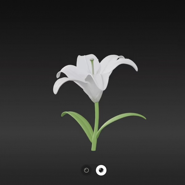 Lily Flower-0