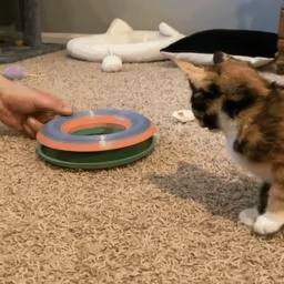 Giocattolo a forma di palla per gatti