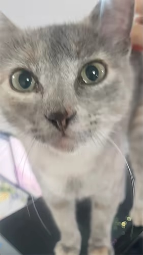 🐾🖌️✨肉球型ペット用ブラシ🐾🖌️✨-1