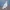 Low Poly Pigeon