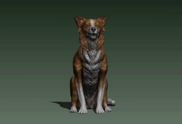 BORDER COLLIE