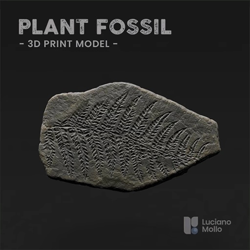 Plant Fossil