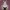 Soda: Twinkling Bunny Nikke