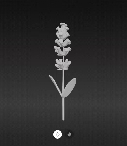 Lavender flower-1
