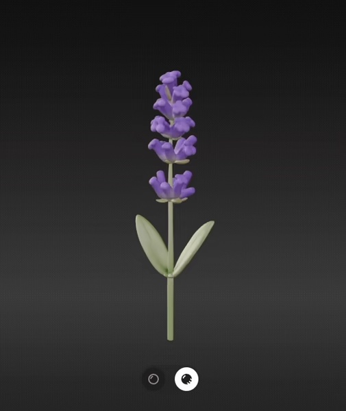 Lavender flower