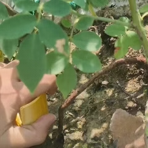 bottle stand for summer