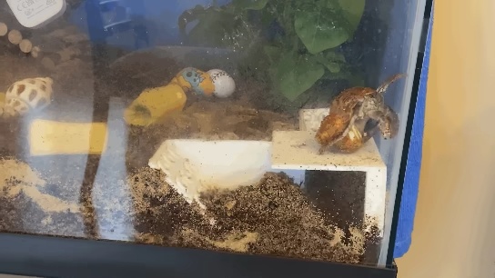 Hermit Crab Corner Obstacle Course with ramps