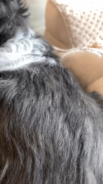 Grattatoio per cani