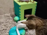 Turning cat toy-3