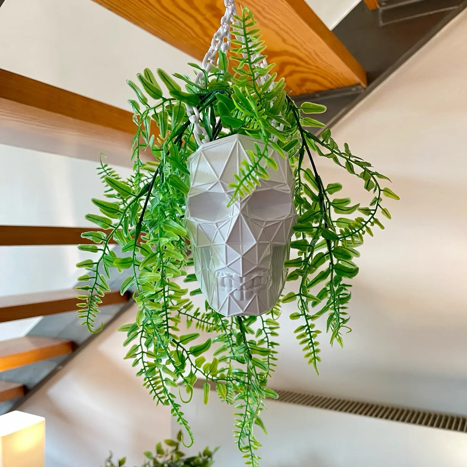 sansevieria züchten Bogenhanf | kaufen main image 0