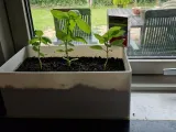 Window Basil Planter-0
