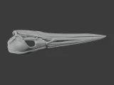 American Bittern Skull-7