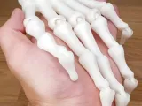 скелетон-0