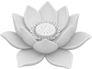 Lotus flower