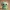 Gato alien chibi