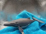 Humpback Whale-5