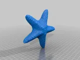 A Dried Starfish-3