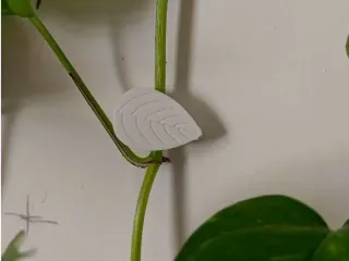 wall clipper for plants