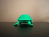 Painted Turtle-3