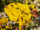 Bee drinekr-1