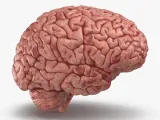 Cerebro modelo 3d-1