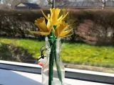 Easter Lily-0