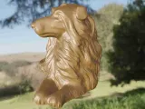 Dog Colley-5