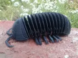 Flexi Isopod-3