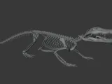 Crocodile_Skeleton – Realistic Detailed Reptile Bone-5