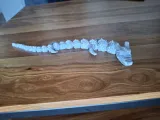 Eastern Articulated Dragon-2