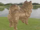 Dog Chow Chow-4