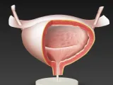 urinary bladder / Harnblase-3