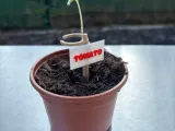 Modular plant support system – seedling holder-2