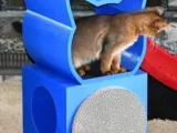 cat house-0