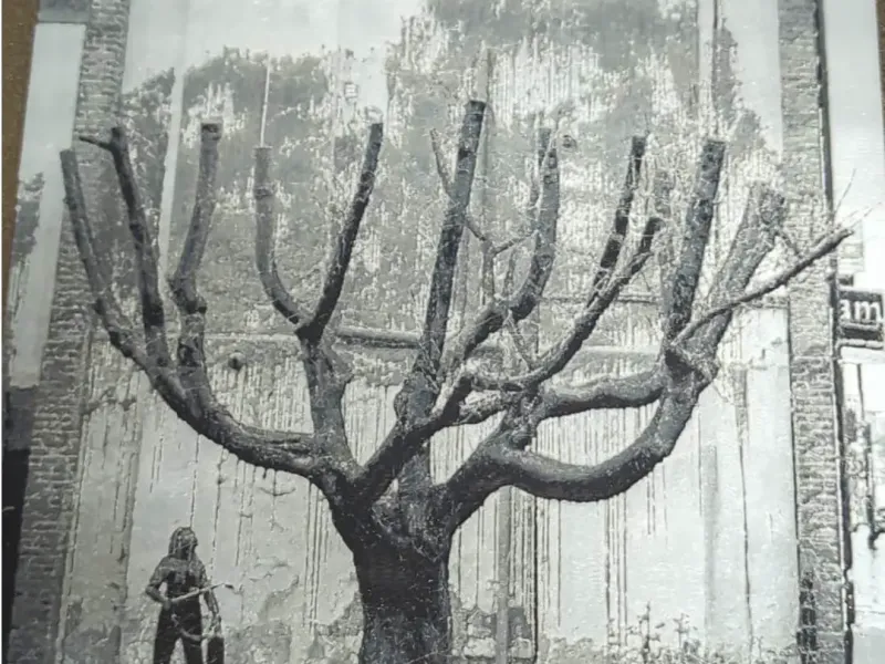 Banksy tree