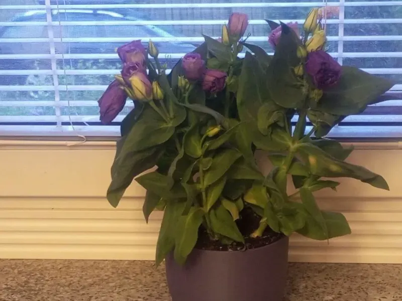 Blumentopf-Abdeckung – Lösung für Anzuchttöpfe