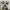 Hueforge Schnauzer Portrait