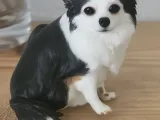 Chihuahua pelo largo-3