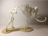 Mammoth skeleton -1