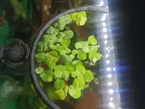 Aquarium floating ring-1