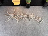 Flexi Skeleton Spider V1-2