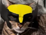 Wolverine cat mask-0
