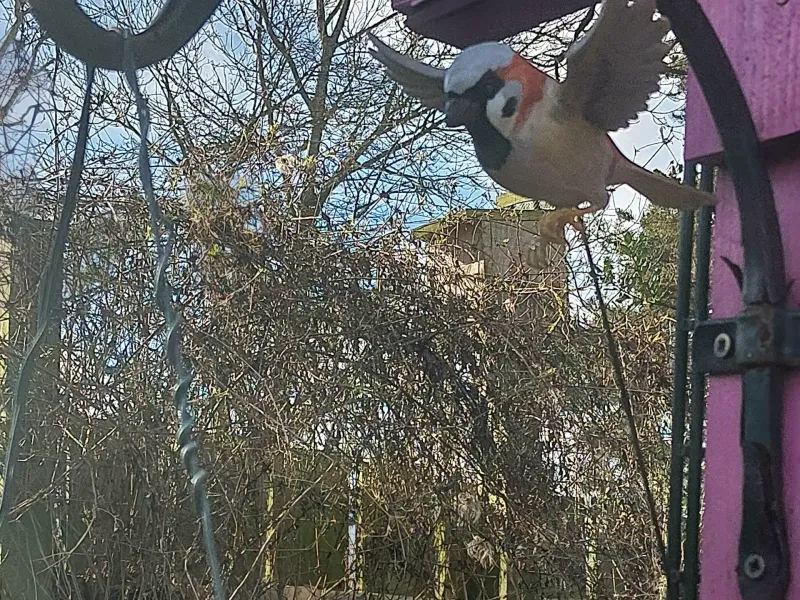 little sparrow in flight