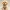 Golden Retriever Welpe