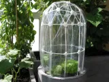 2x Greenhouses: 1x2 Lumber or Click-Together-3