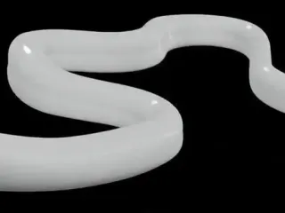 snake