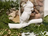 Cockatoo-1
