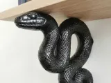 Decorative Snake Shelf Bracket-1