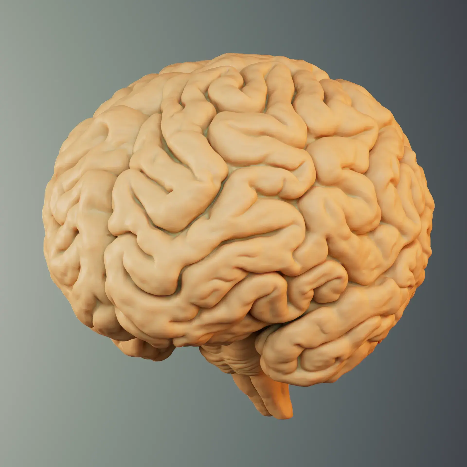 BRAIN ANATOMY STL FOR EDUCATION